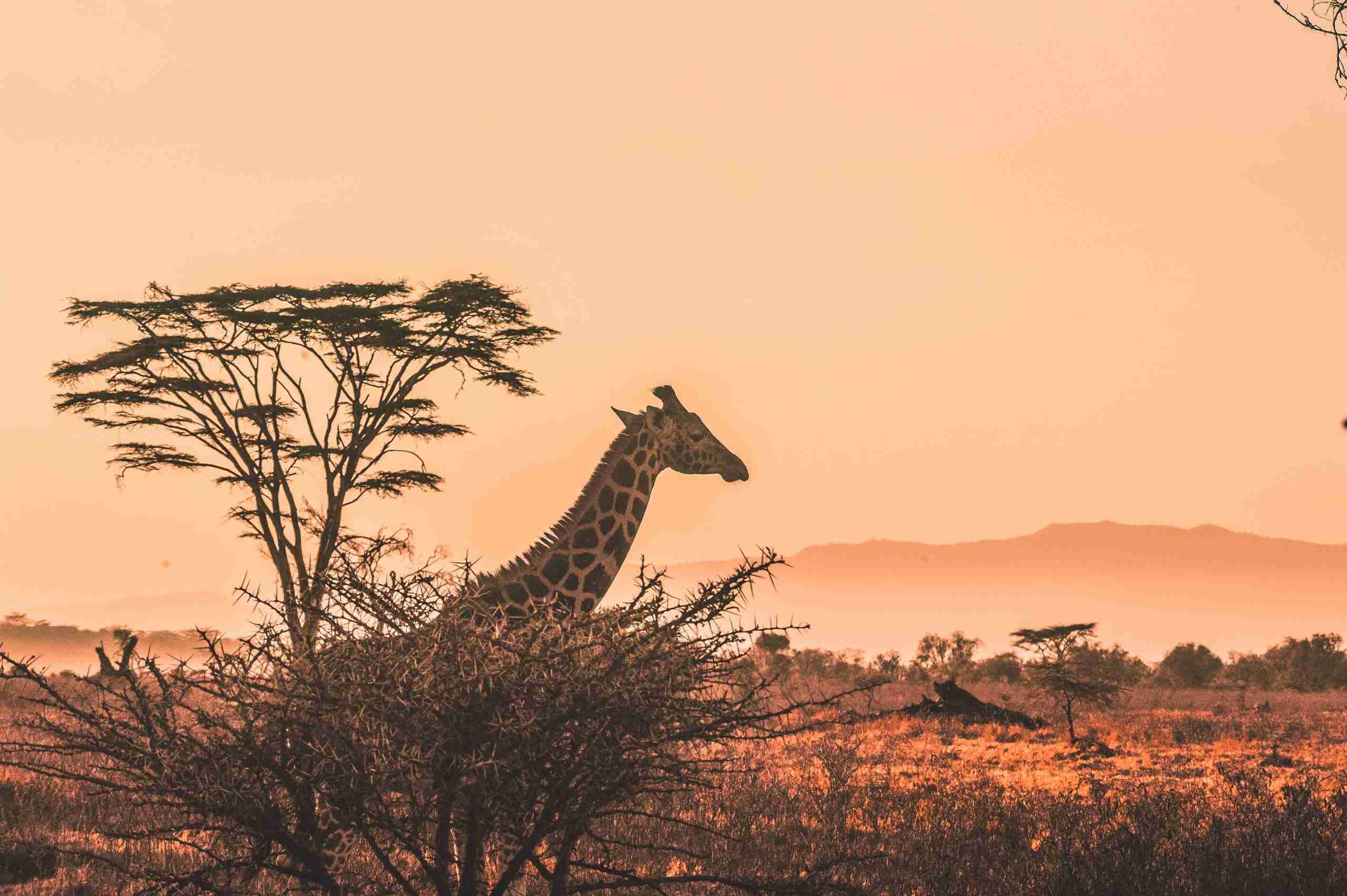 Remarkable Shot of Giraffe Looming in Mist